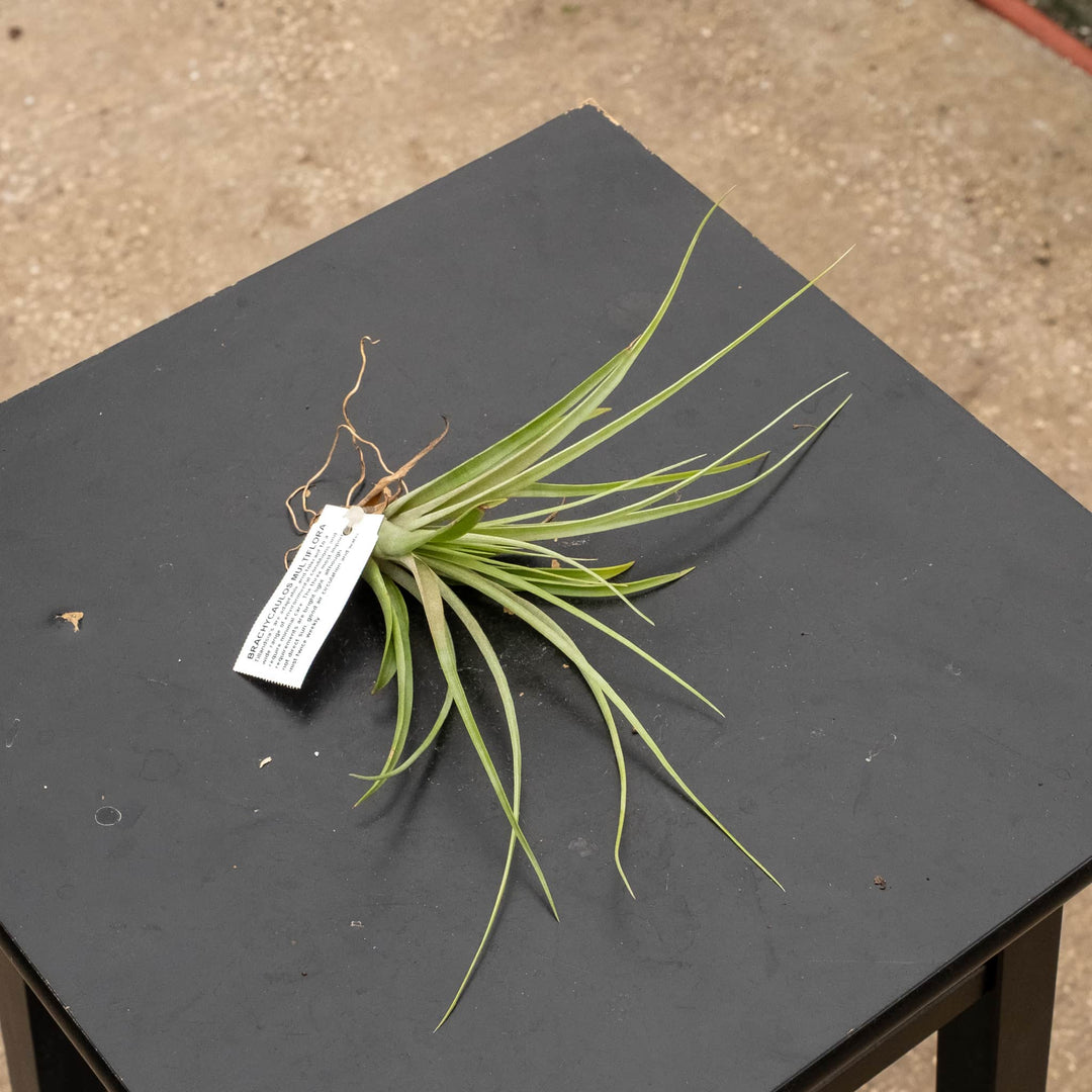 Gabriella Plants Air Plants Tillandsia Assortment 3-Pack