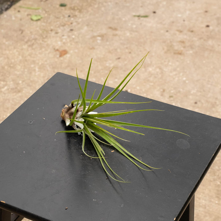 Gabriella Plants Air Plants Tillandsia Assortment 3-Pack