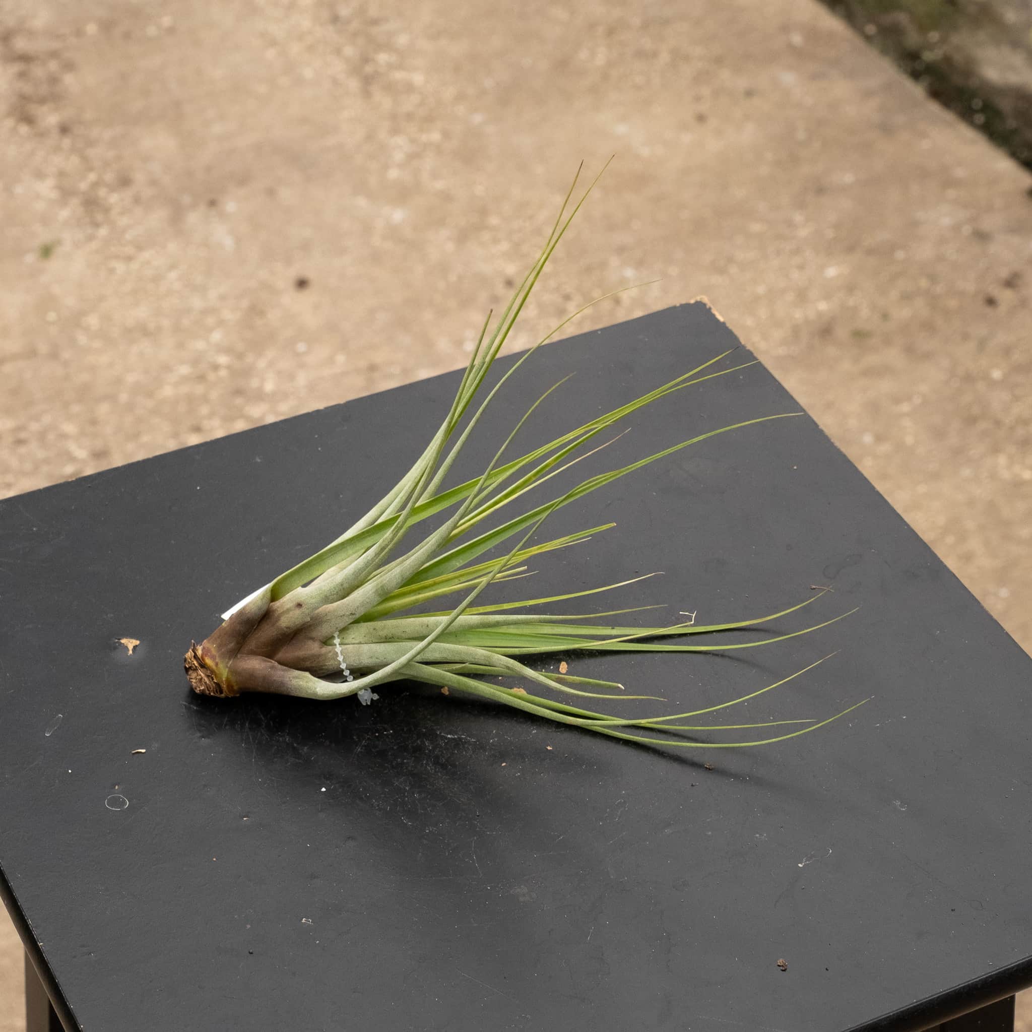 Tillandsia Assortment 3-Pack - Gabriella Plants