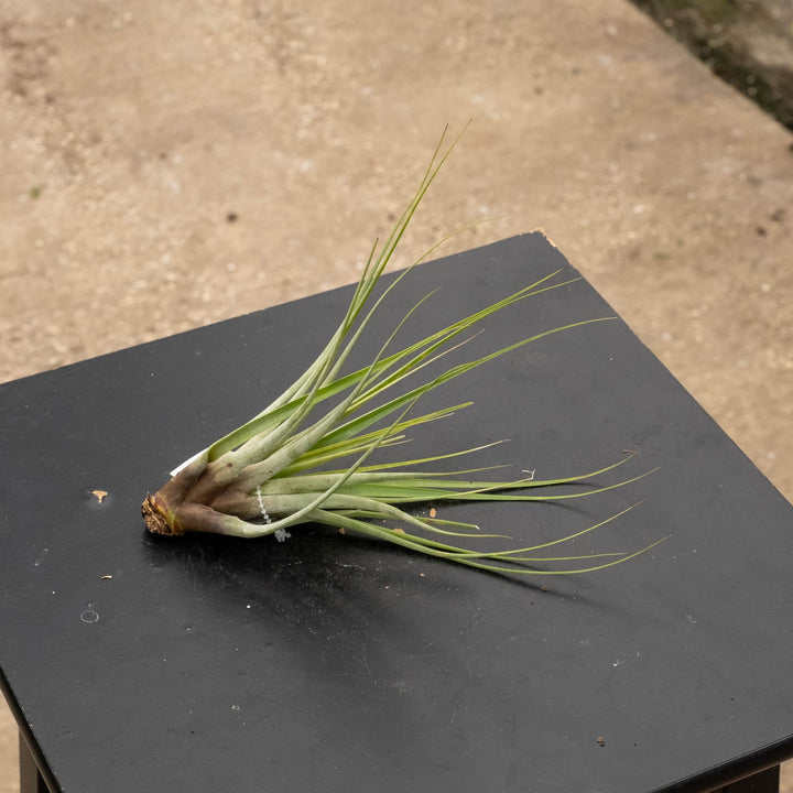 Gabriella Plants Air Plants Tillandsia Assortment 3-Pack