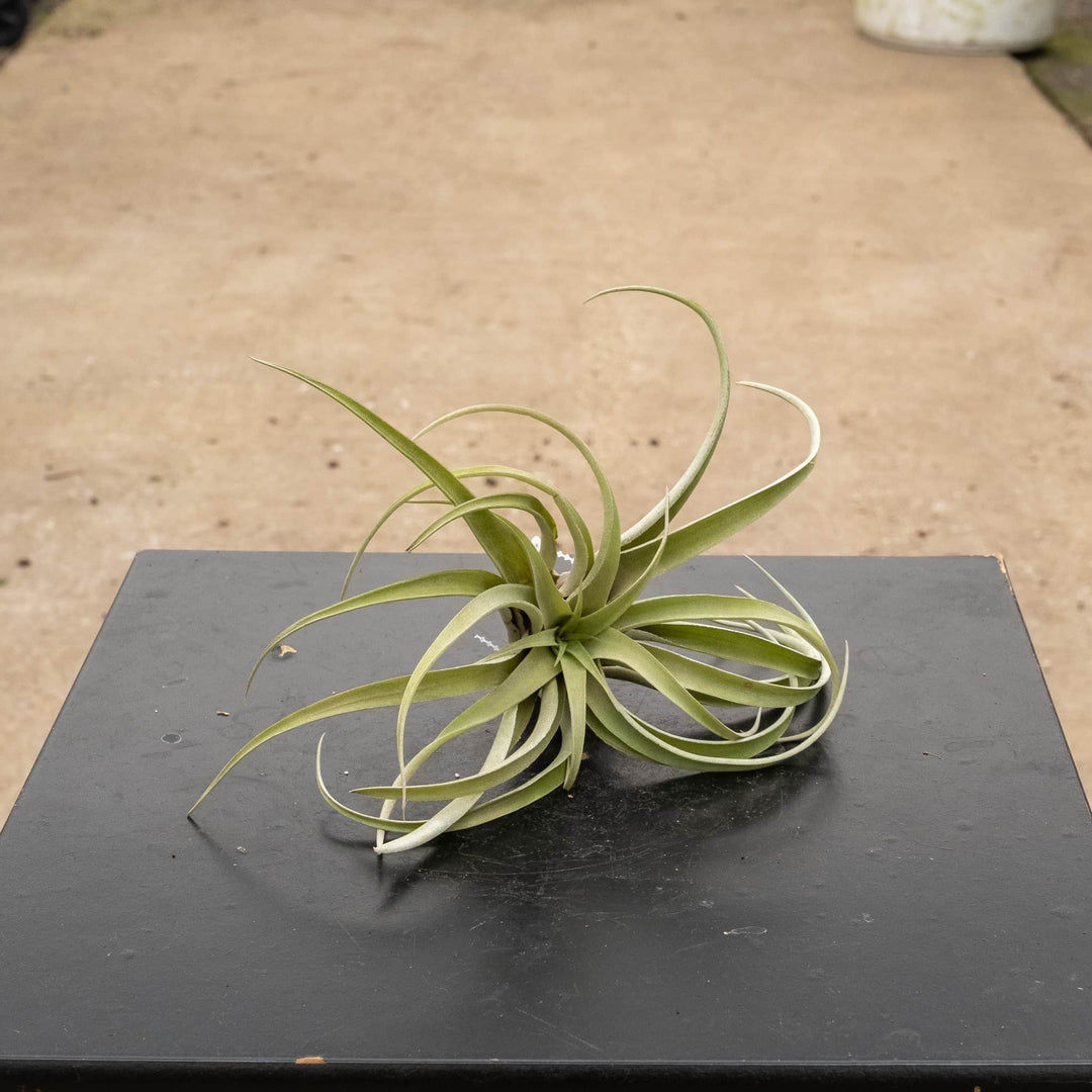 Gabriella Plants Air Plants Tillandsia Assortment 3-Pack