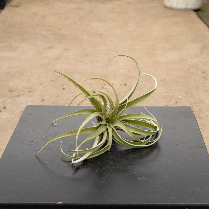 Gabriella Plants Air Plants Tillandsia Assortment 3-Pack