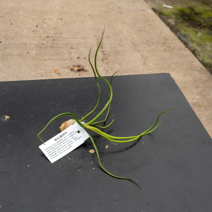 Gabriella Plants Air Plants Tillandsia Assortment 3-Pack