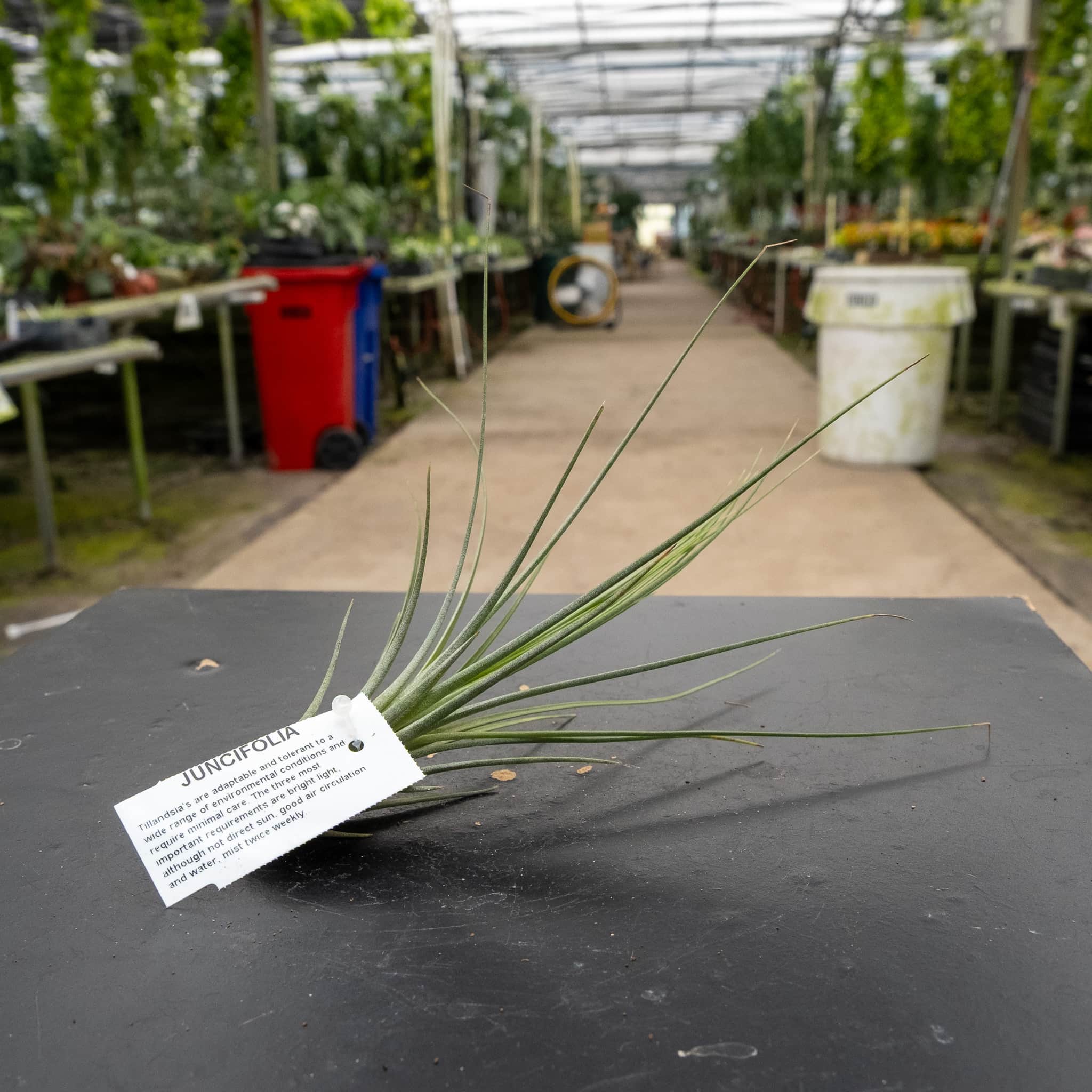 Tillandsia Assortment 3-Pack - Gabriella Plants