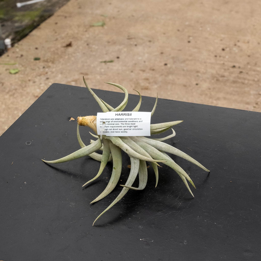 Gabriella Plants Air Plants Tillandsia Assortment 3-Pack