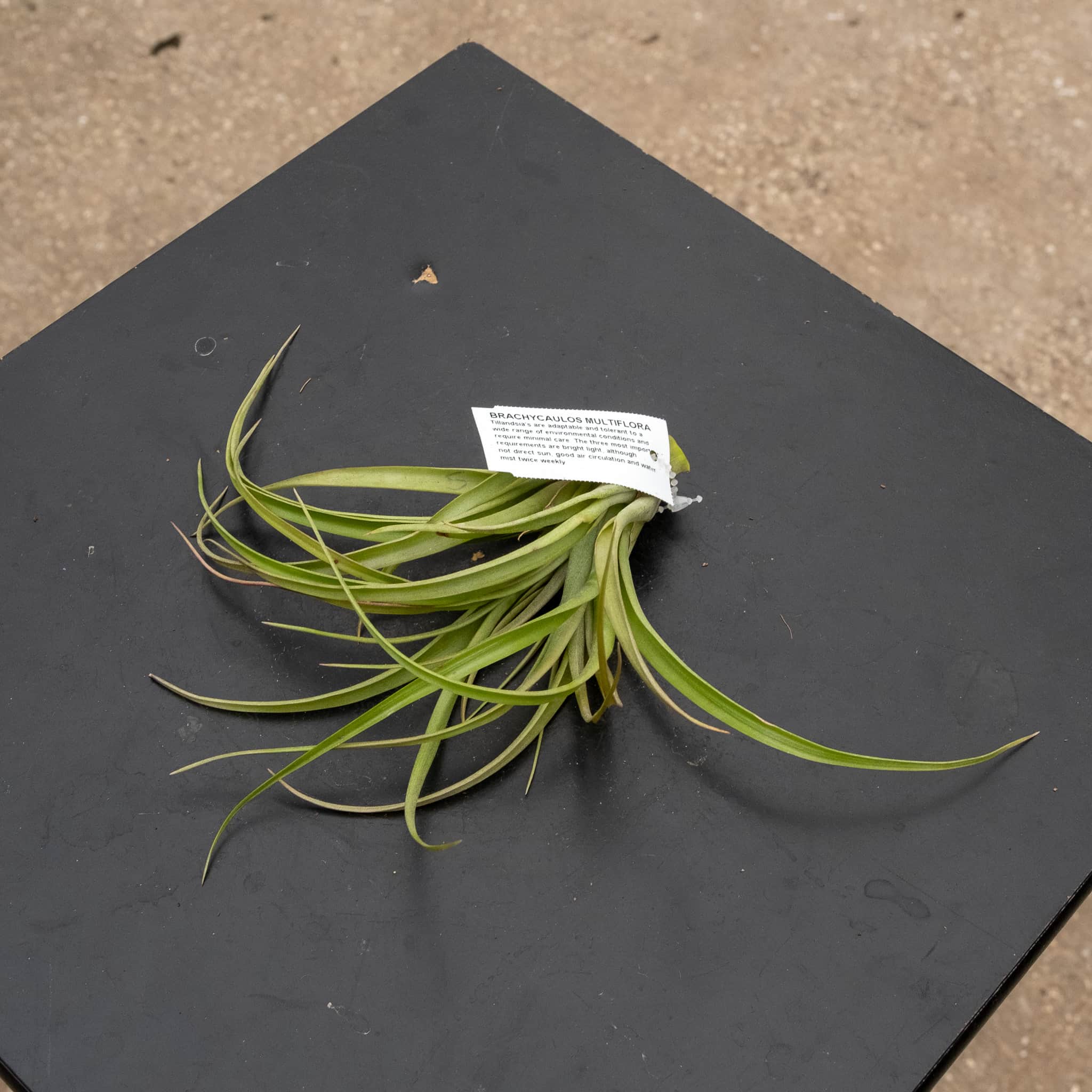 Tillandsia Assortment 3-Pack - Gabriella Plants