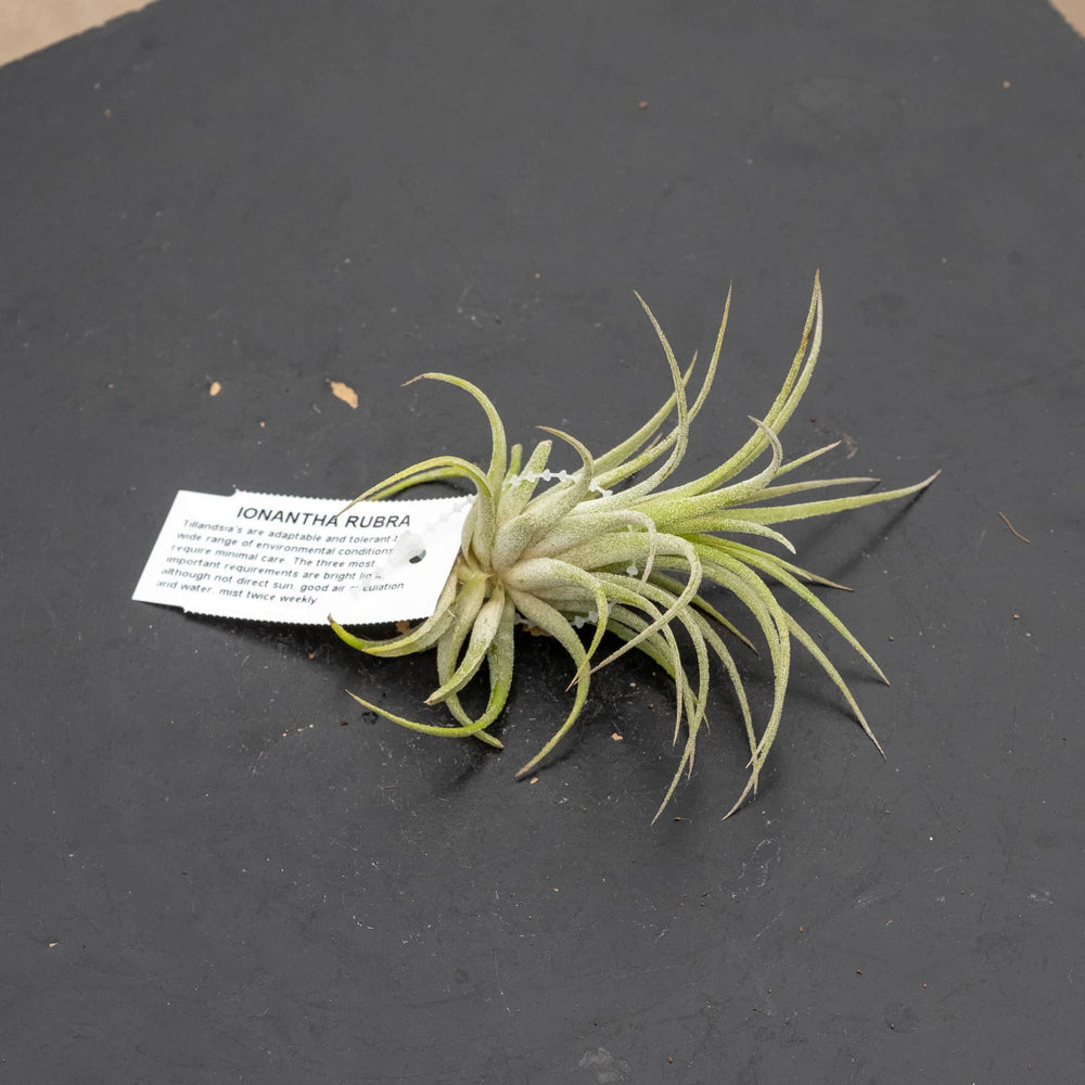 Gabriella Plants Air Plants Tillandsia Assortment 3-Pack