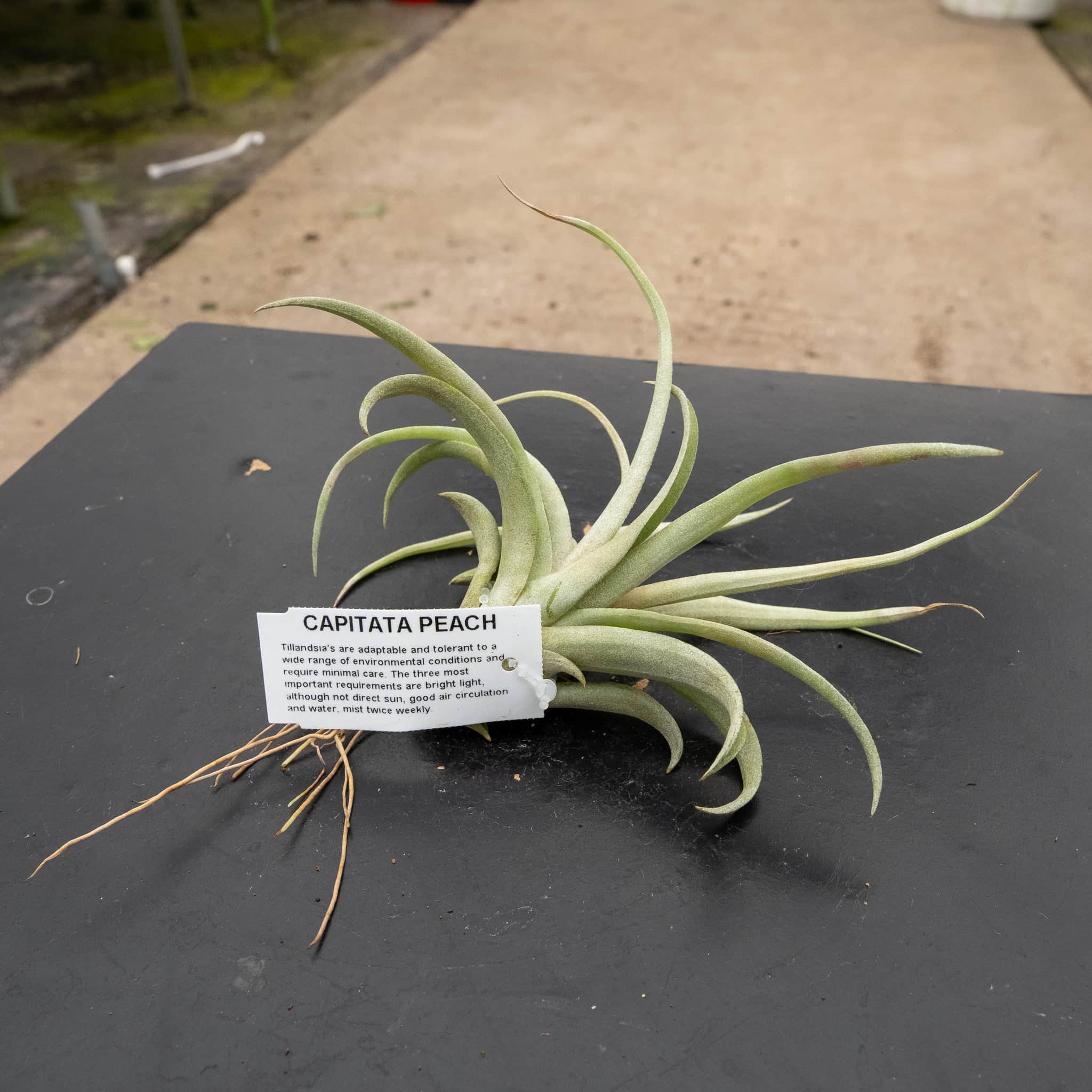 Tillandsia Assortment 3-Pack - Gabriella Plants