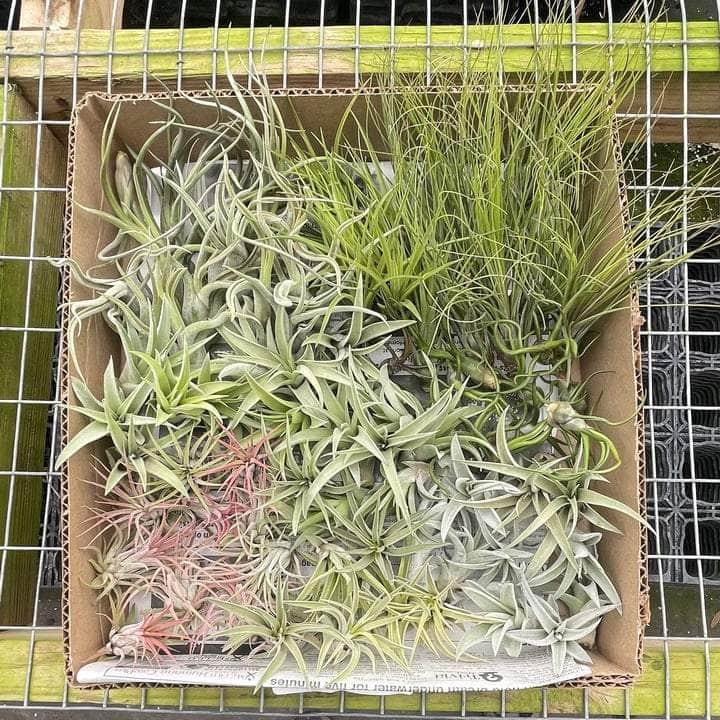 Tillandsia Assortment 3-Pack - Gabriella Plants