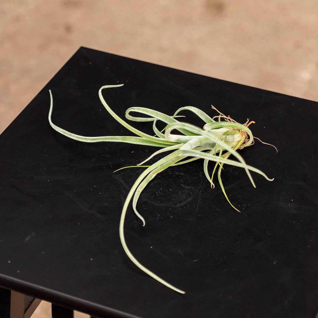 curly slim air plant care Tillandsia 'Curly Slim'