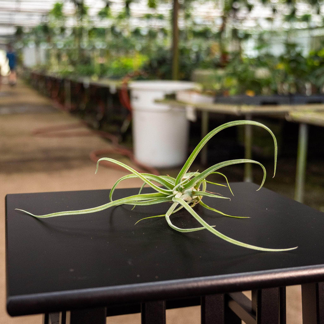 curly locks air plant Tillandsia 'Curly Slim'