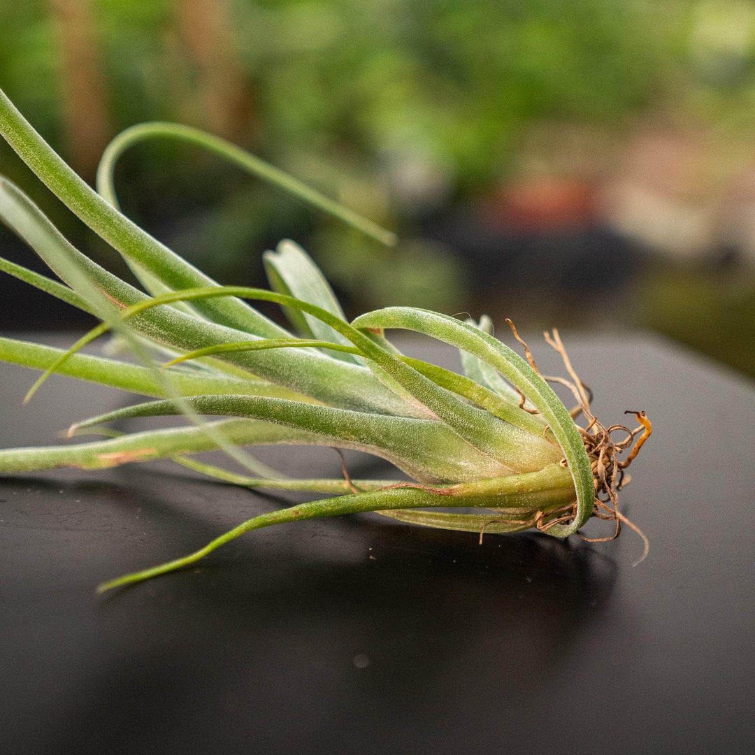 curly locks air plant Tillandsia 'Curly Slim'