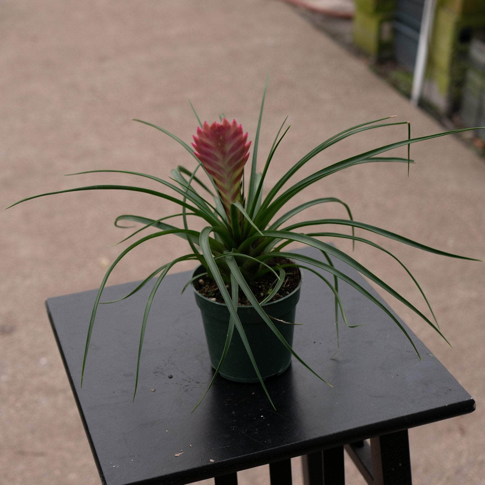 tillandsia cyanea air plant Tillandsia cyanea