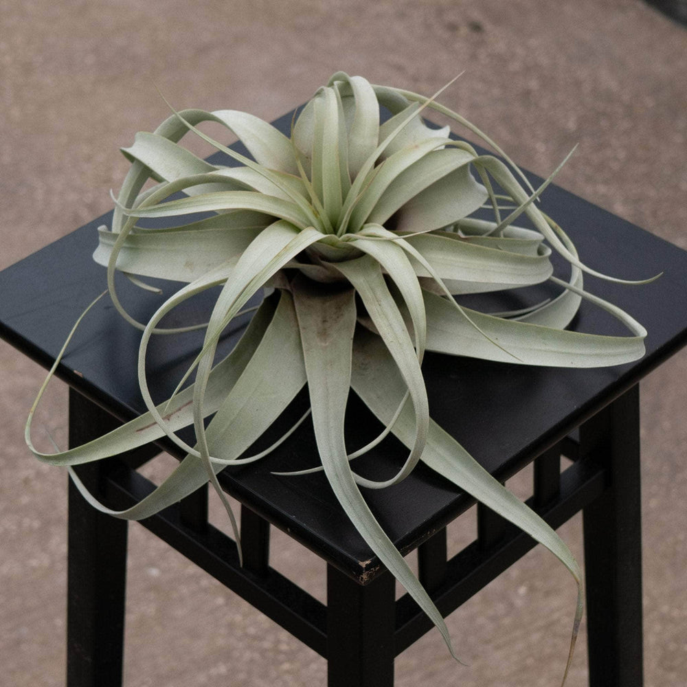 Gabriella Plants Air Plants Bare-Root Tillandsia xerographica