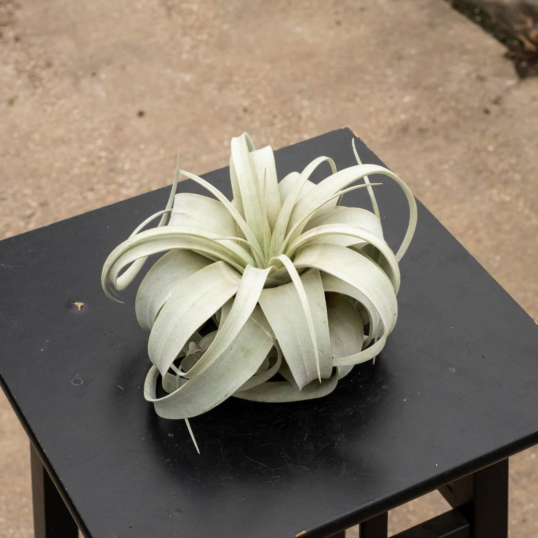 air plant tillandsia xerographica Tillandsia xerographica