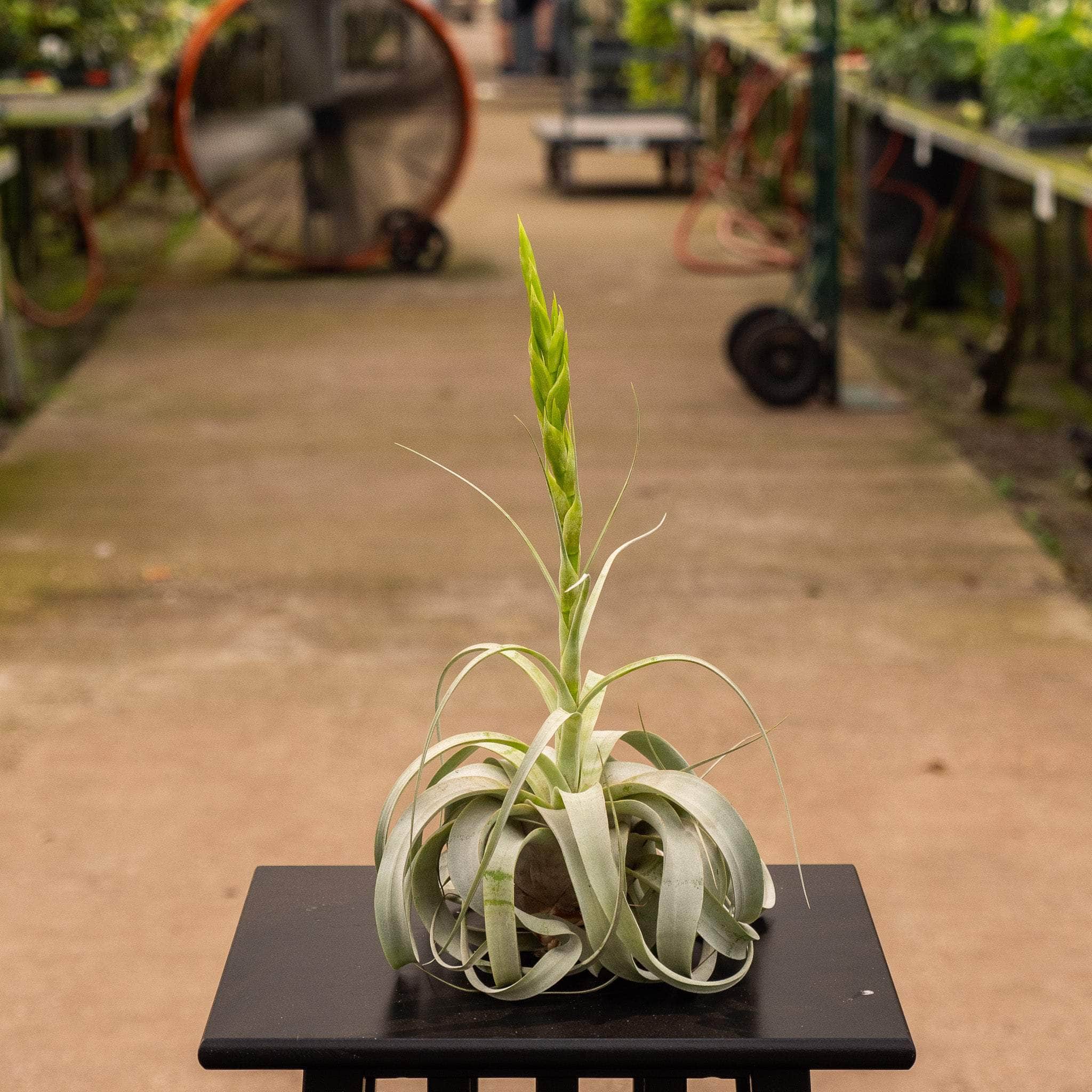 Gabriella Plants Air Plants Bare-Root Tillandsia xerographica