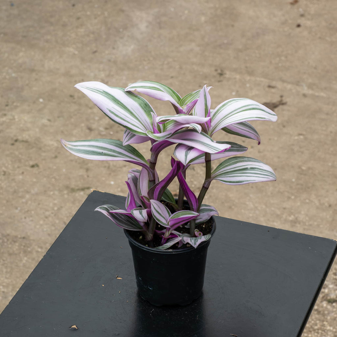 Gabriella Plants Other 4" Tradescantia &