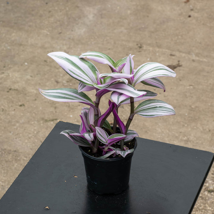 Gabriella Plants Other 4" Tradescantia &
