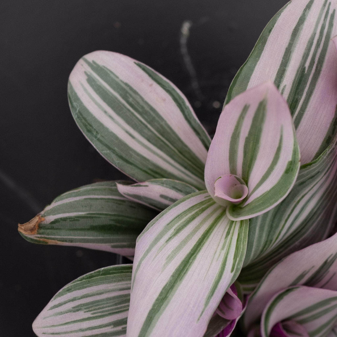 is tradescantia nanouk a succulent Tradescantia 'Nanouk'