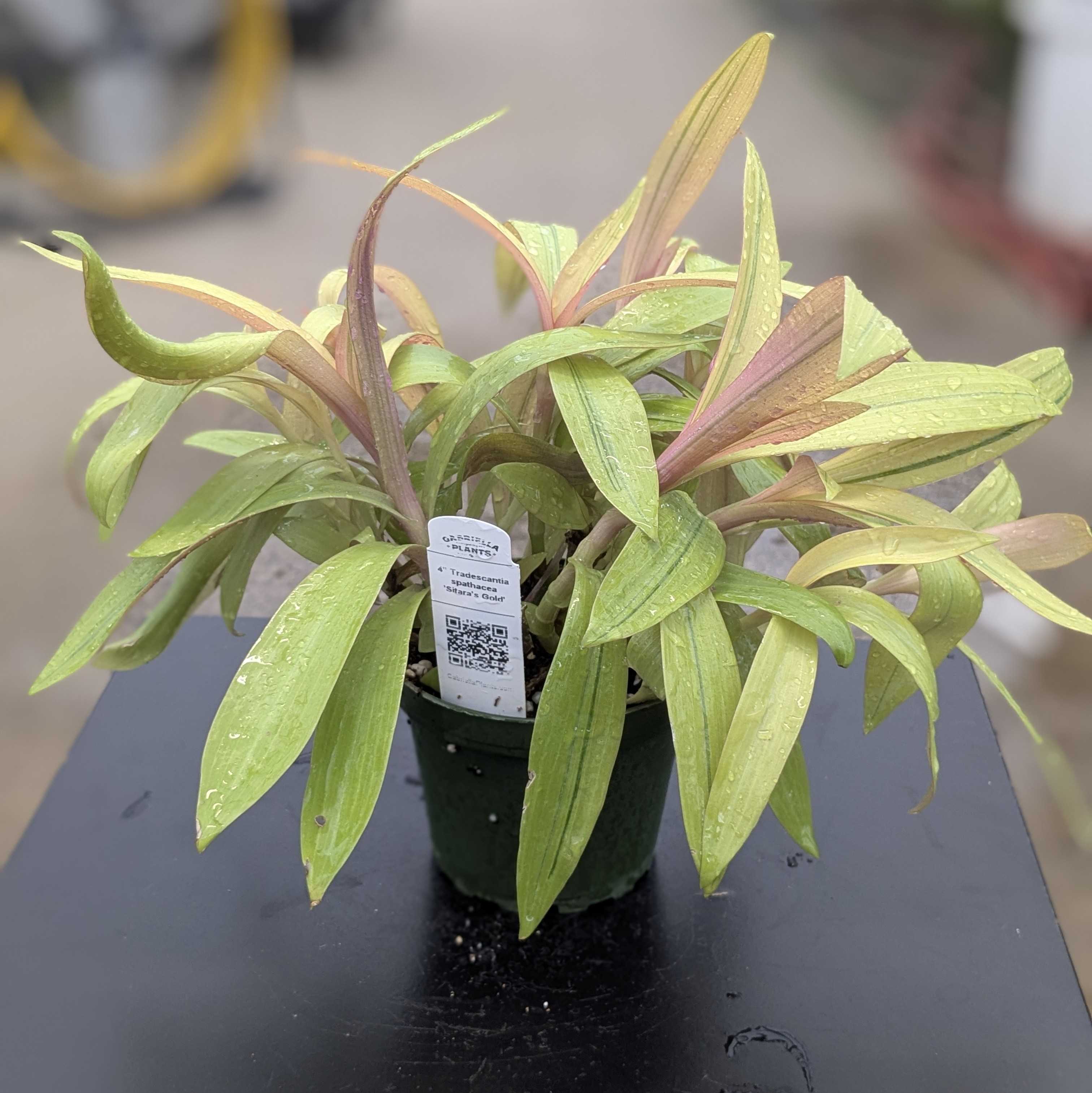 Tradescantia spathacea 'Sitara's Gold'