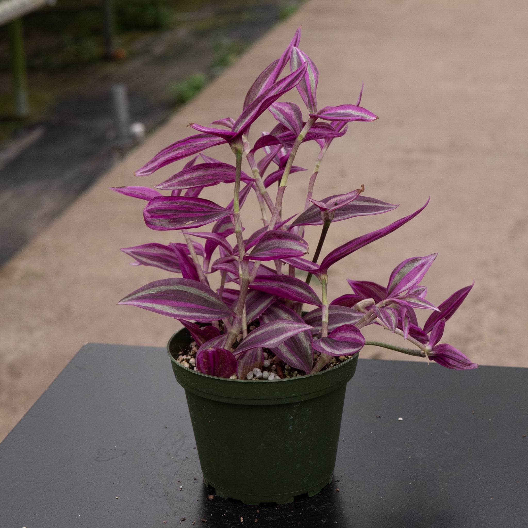 Tradescantia zebrina 'Pink Paradise' - Gabriella Plants