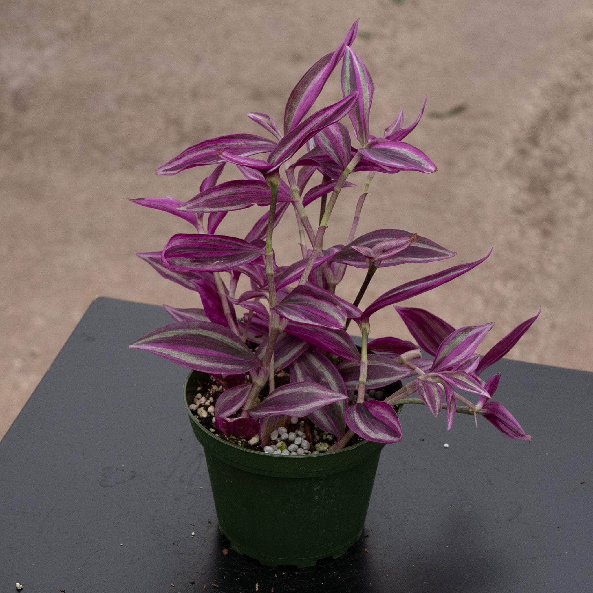 pink tradescantia indoor plant Tradescantia zebrina 'Pink Paradise'