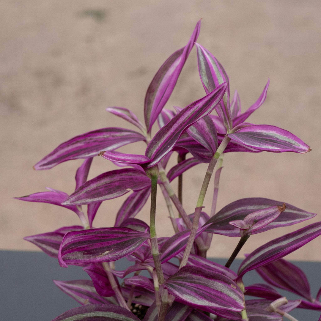 zebrina hanging plant Tradescantia zebrina 'Pink Paradise'