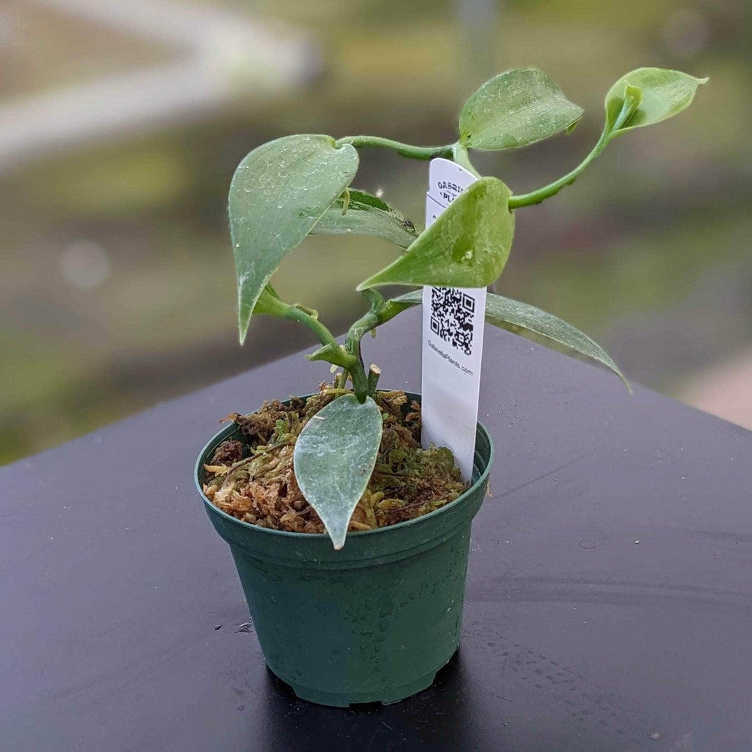 vanilla house plant Orchid Vanilla planifolia