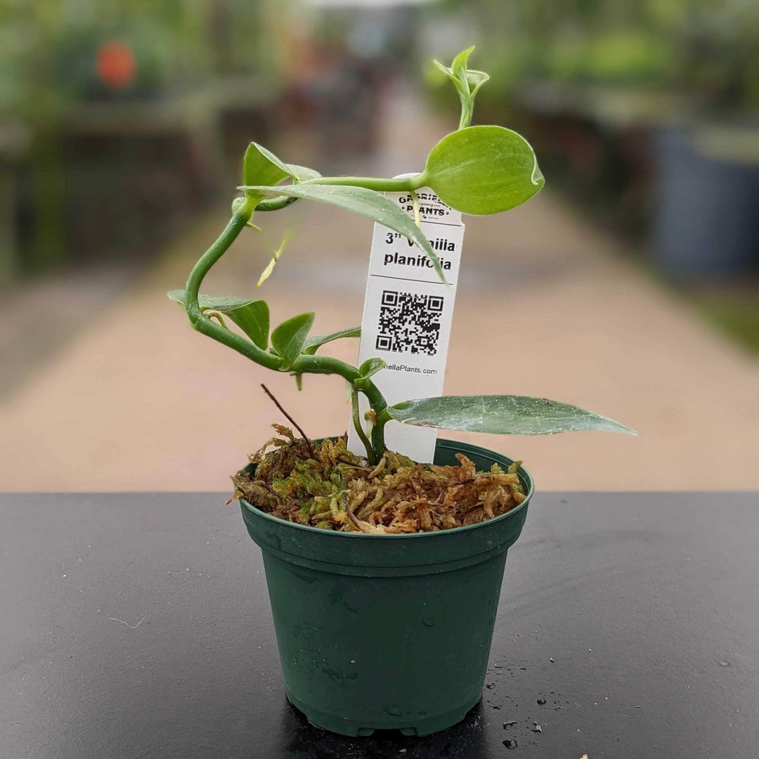 vanilla house plant Orchid Vanilla planifolia