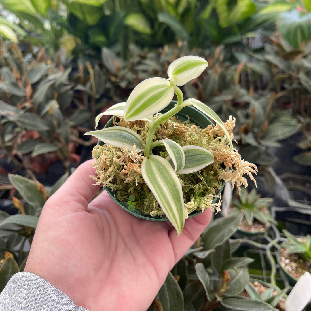 vanilla orchid house plant Orchid Vanilla planifolia albo variegata