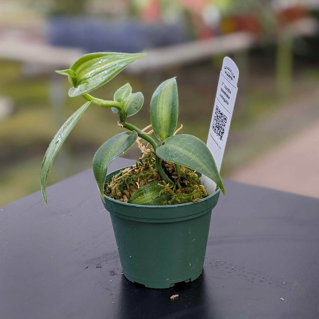 Gabriella Plants Epiphyte 3" Vanilla planifolia variegata