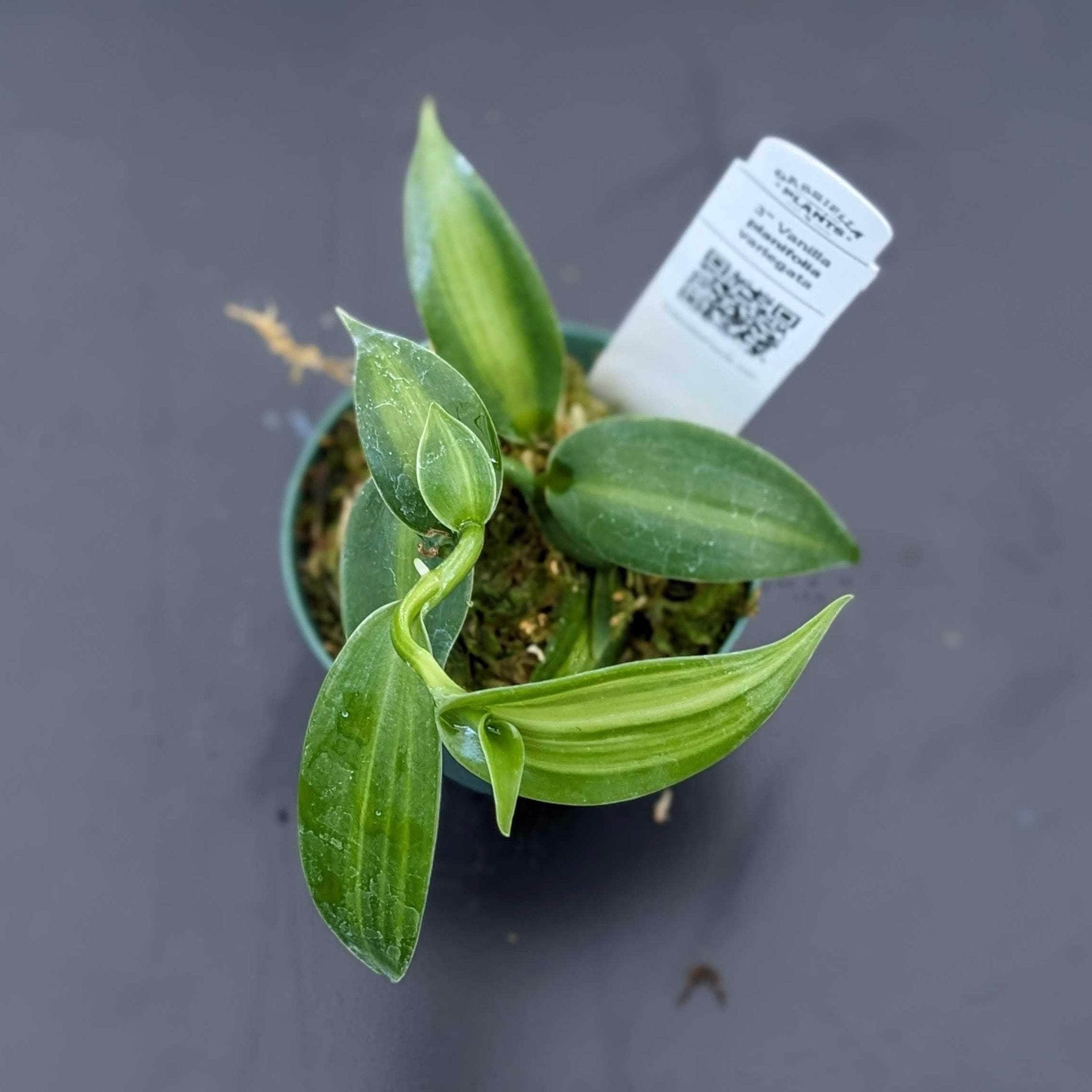Gabriella Plants Epiphyte 3" Vanilla planifolia variegata