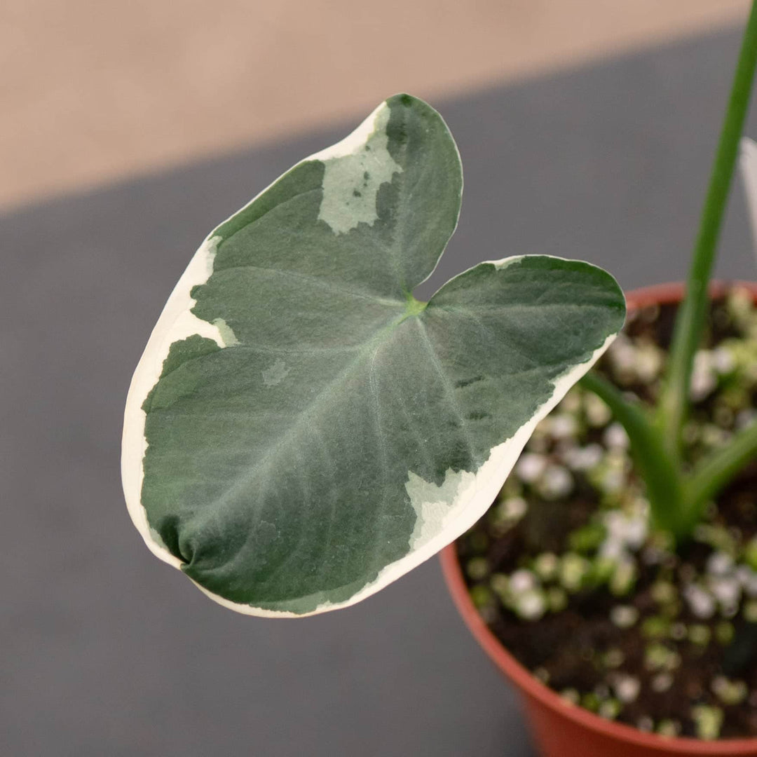 Gabriella Plants Alocasia 4" Xanthosoma albo variegata "Mickey Mouse"