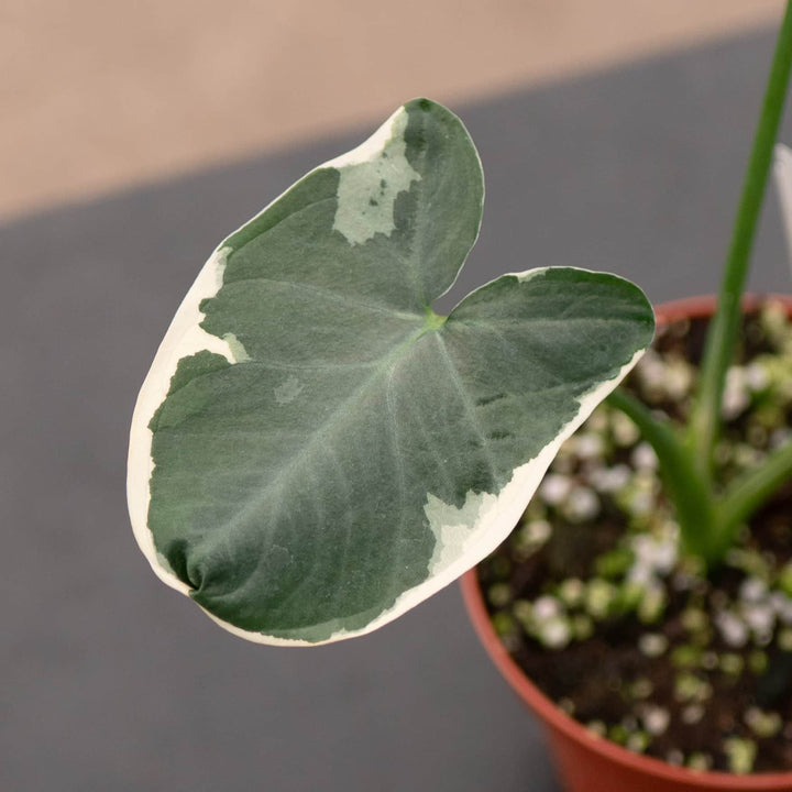 Gabriella Plants Alocasia 4" Xanthosoma albo variegata "Mickey Mouse"