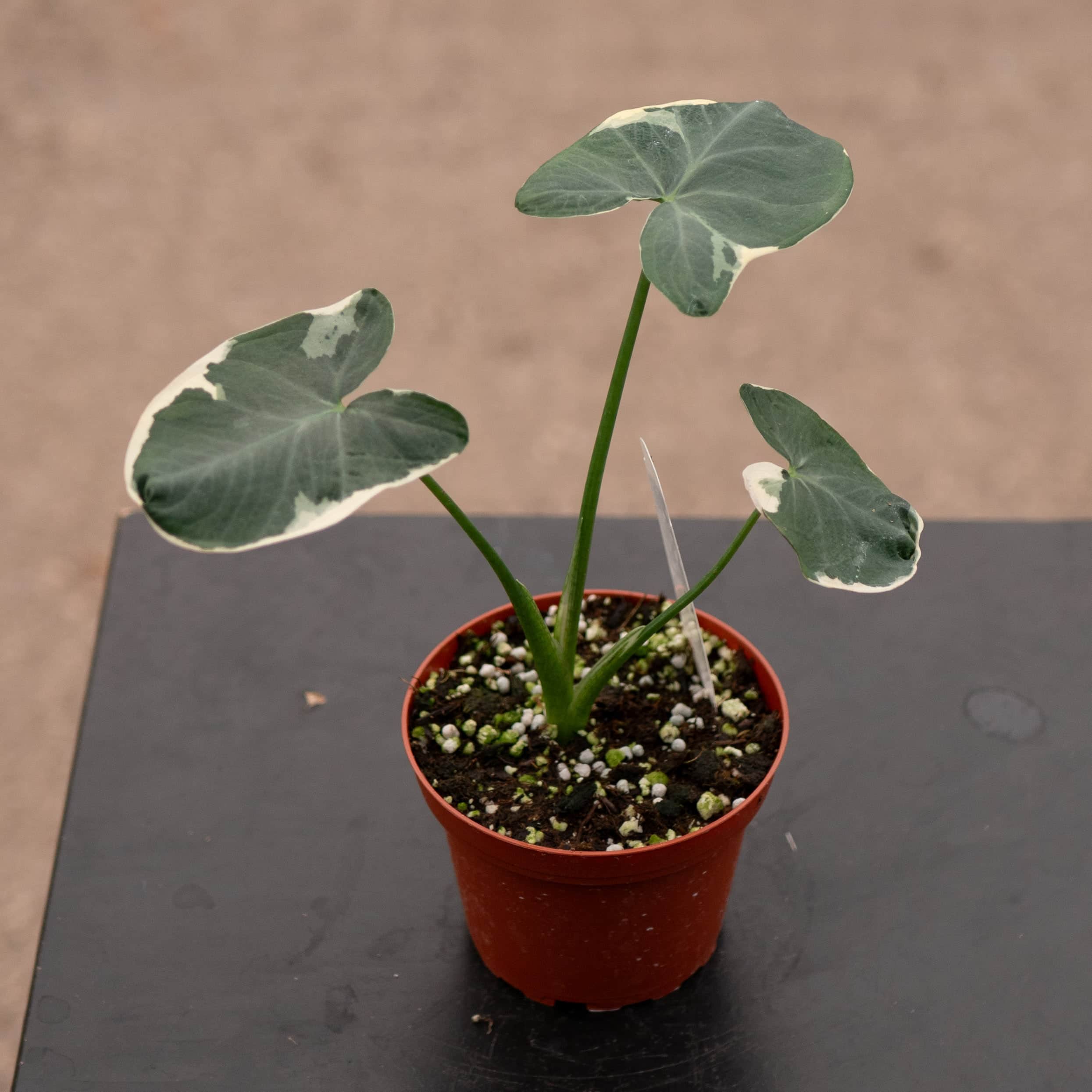 Xanthosoma albo variegata 