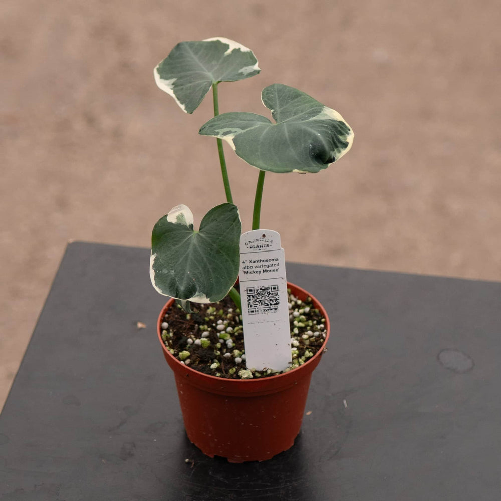 Gabriella Plants Alocasia 4" Xanthosoma albo variegata "Mickey Mouse"