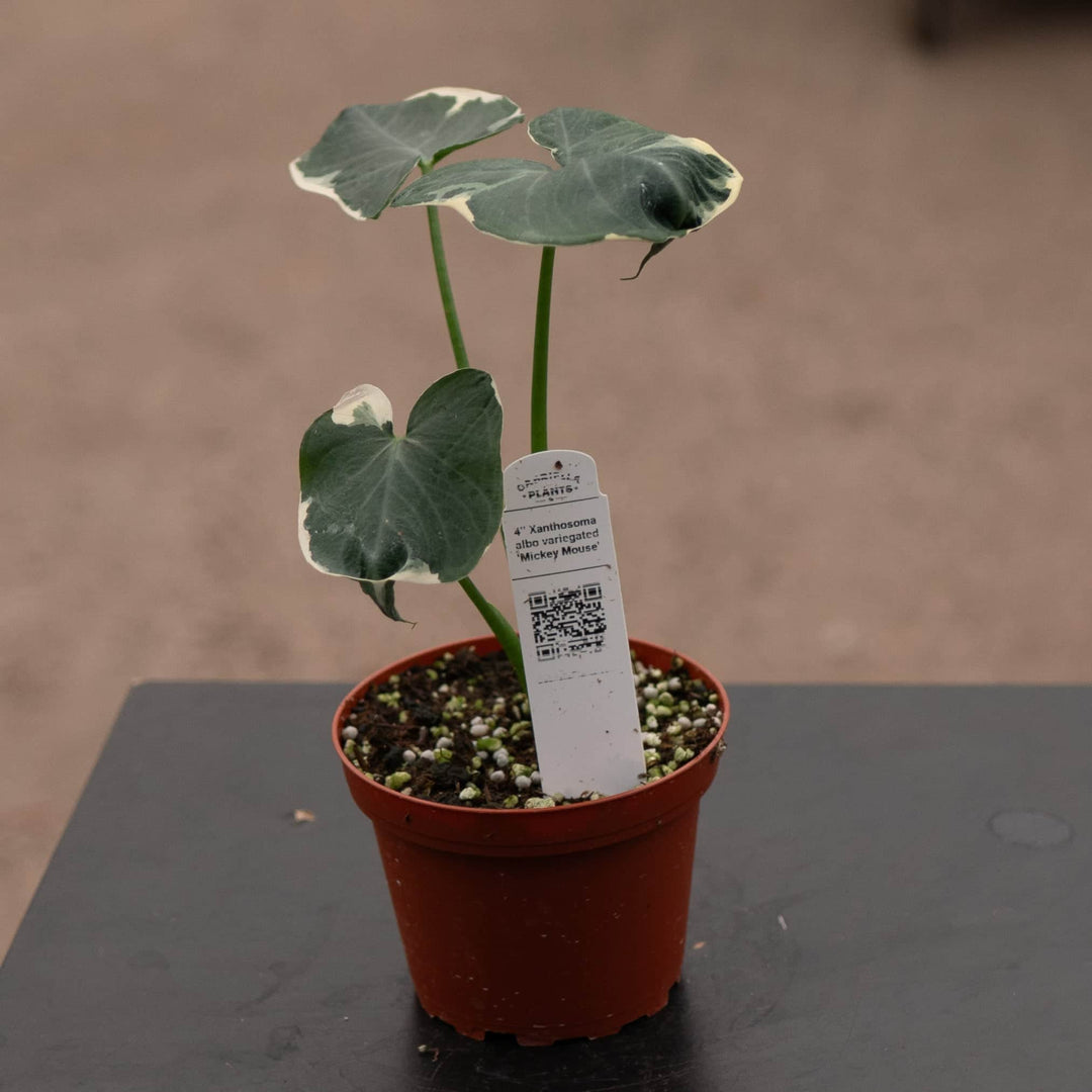 Gabriella Plants Alocasia 4" Xanthosoma albo variegata "Mickey Mouse"