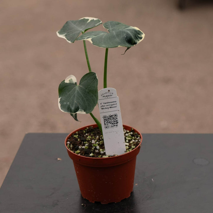 Gabriella Plants Alocasia 4" Xanthosoma albo variegata "Mickey Mouse"