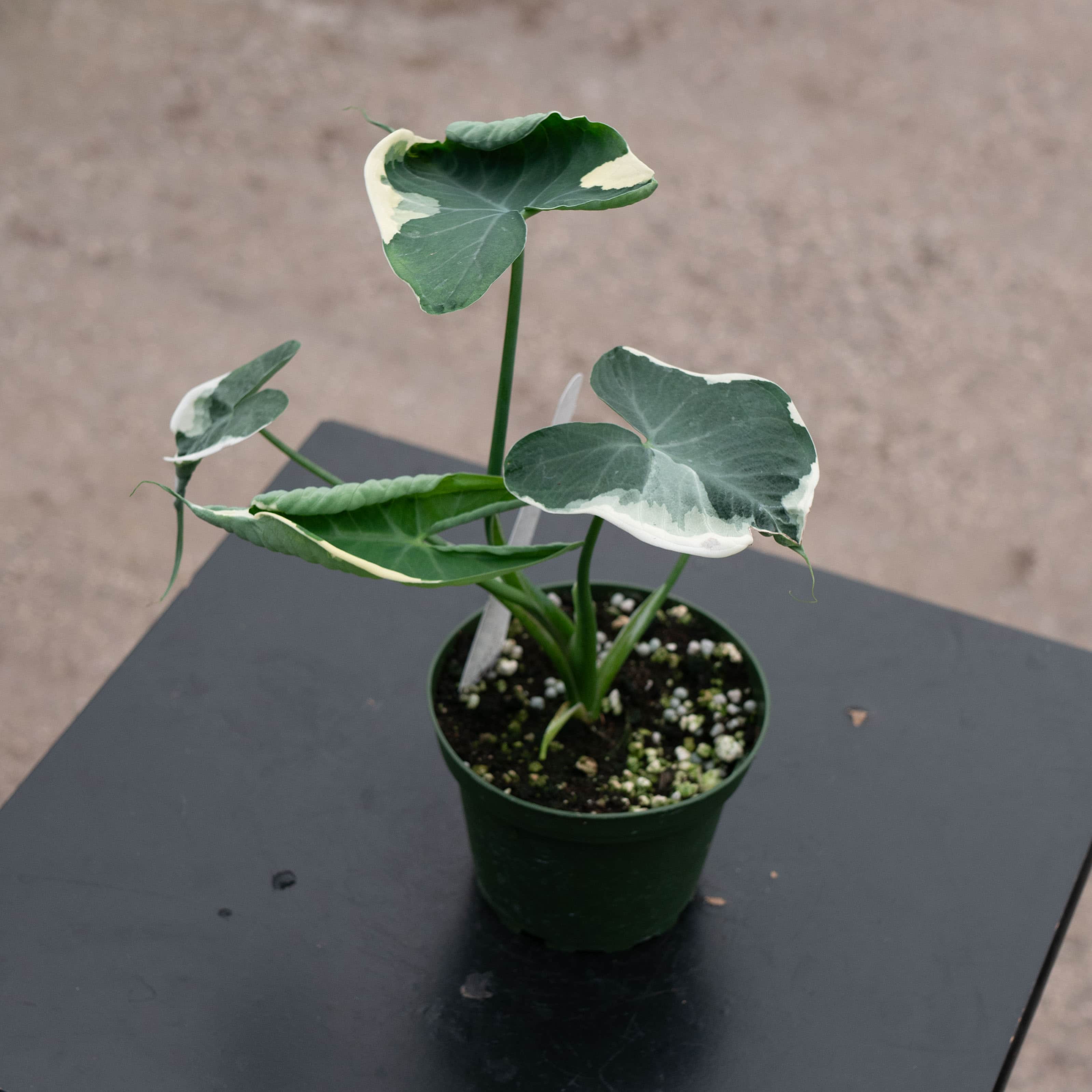Xanthosoma albo variegata 