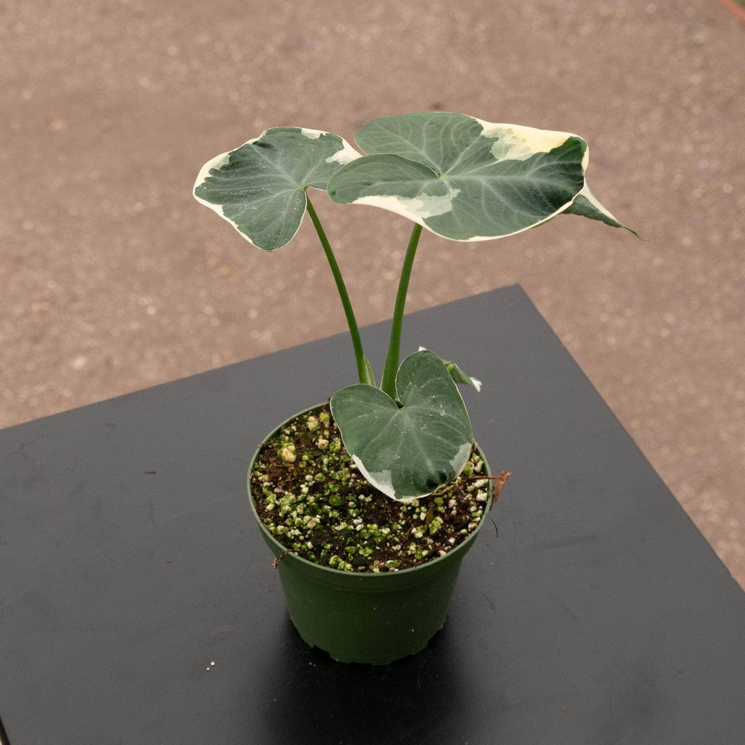Gabriella Plants Alocasia 4" Xanthosoma albo variegata “Mickey Mouse”