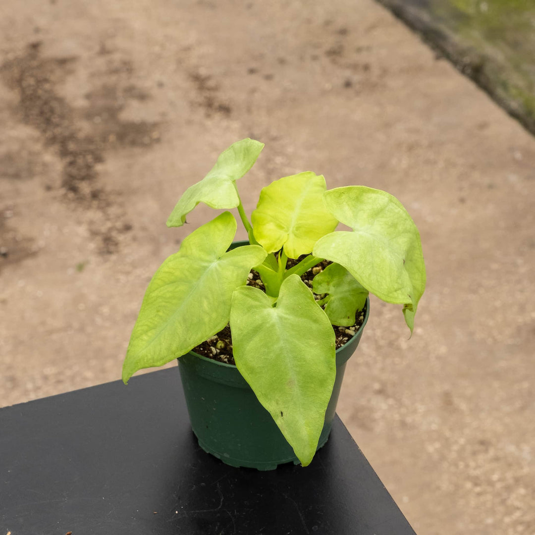 Gabriella Plants 4" Xanthosoma ‘Lime Zinger’