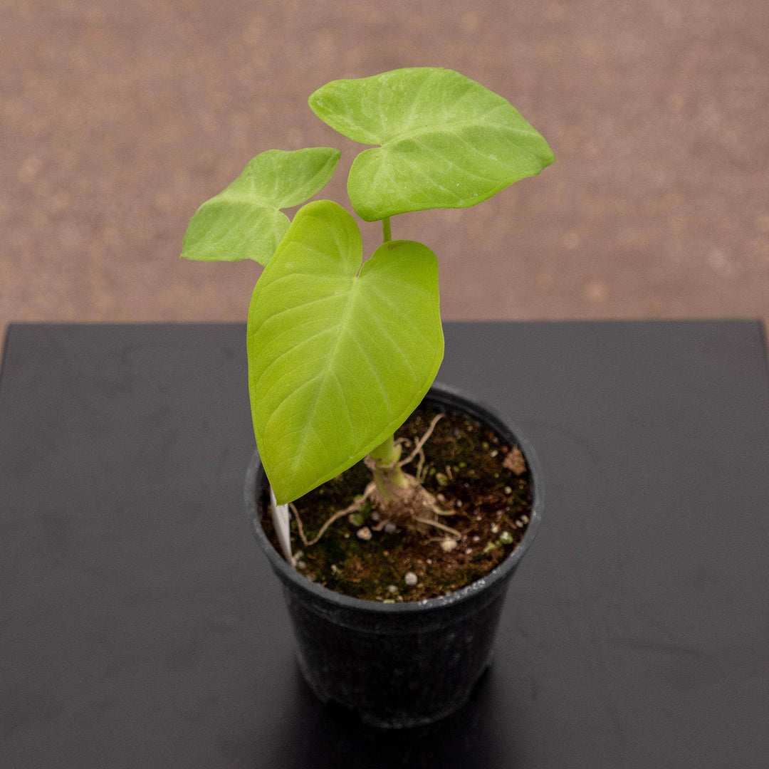Gabriella Plants 4" Xanthosoma ‘Lime Zinger’