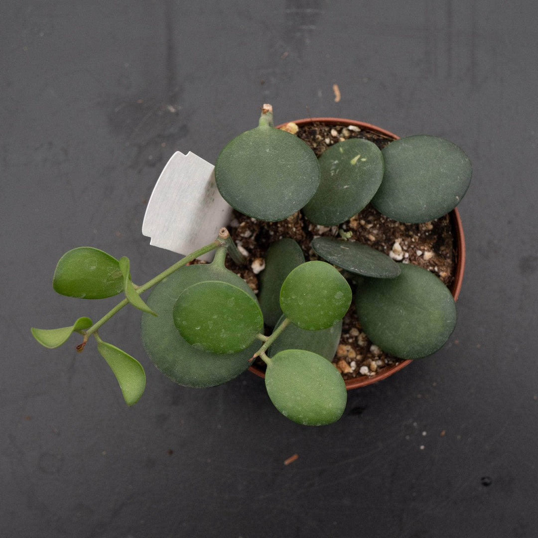 Gabriella Plants 3” Xerosicyos danguyi 'String of Coins'