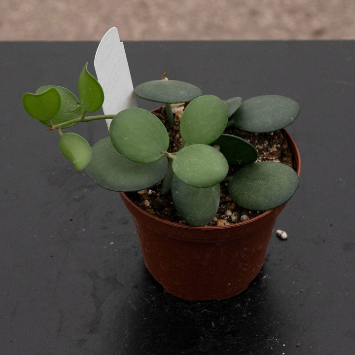 Gabriella Plants 3” Xerosicyos danguyi 'String of Coins'