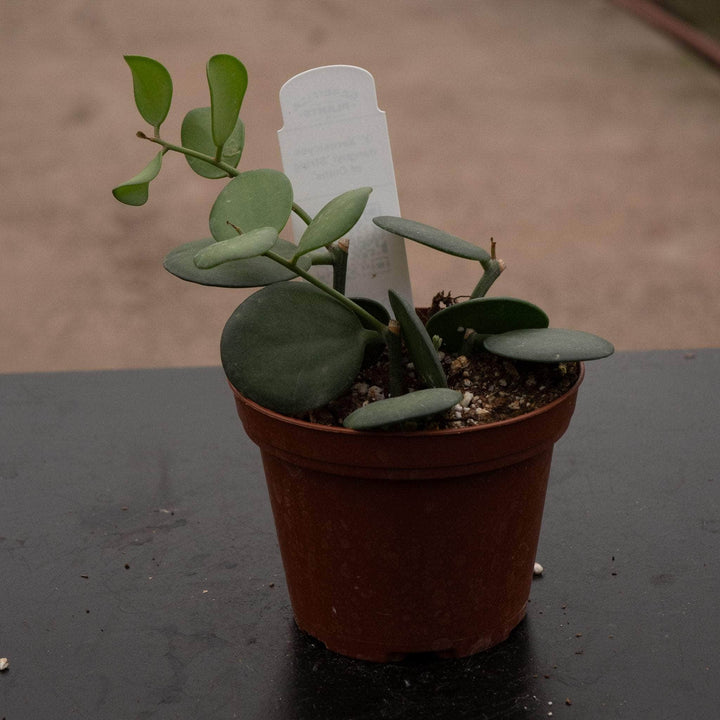 Gabriella Plants 3” Xerosicyos danguyi 'String of Coins'