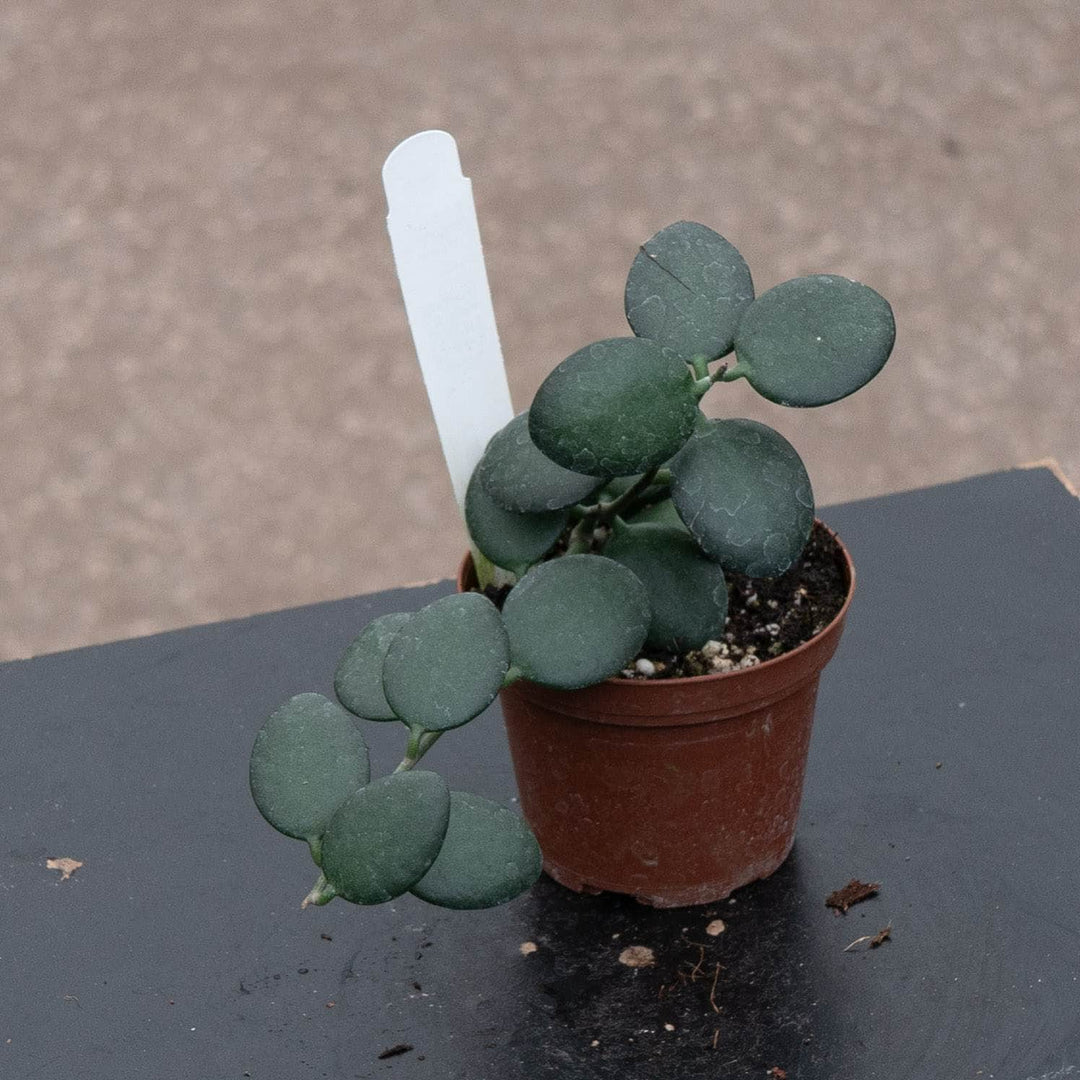 Gabriella Plants 3" Xerosicyos danguyi &