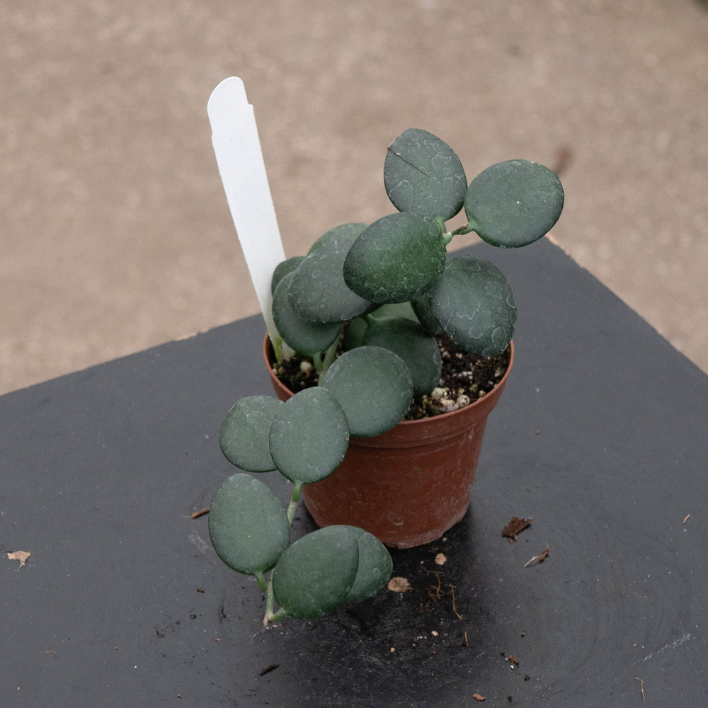 Gabriella Plants 3" Xerosicyos danguyi 'String of Coins'
