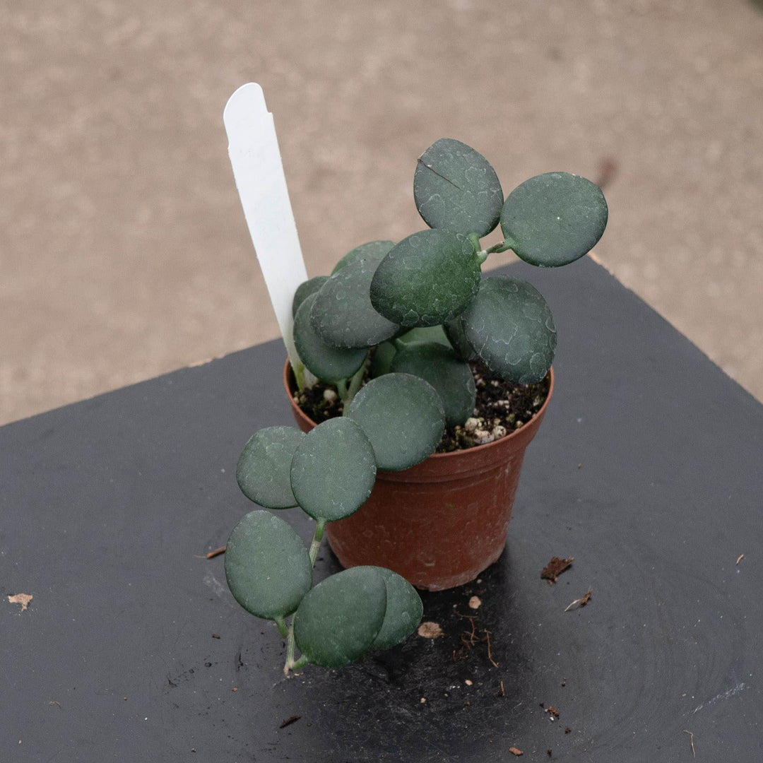 Gabriella Plants 3" Xerosicyos danguyi &