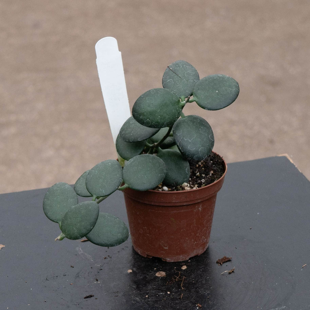 Gabriella Plants 3" Xerosicyos danguyi 'String of Coins'