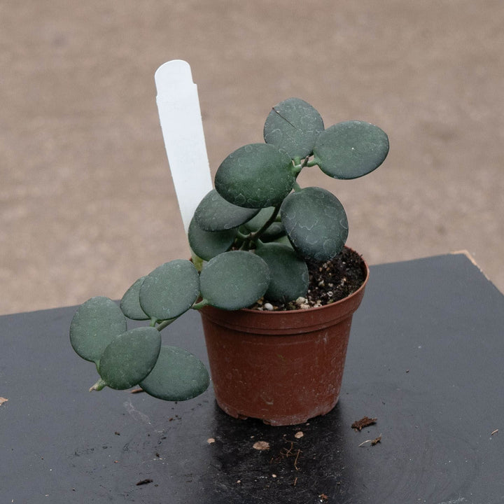 Gabriella Plants 3" Xerosicyos danguyi &